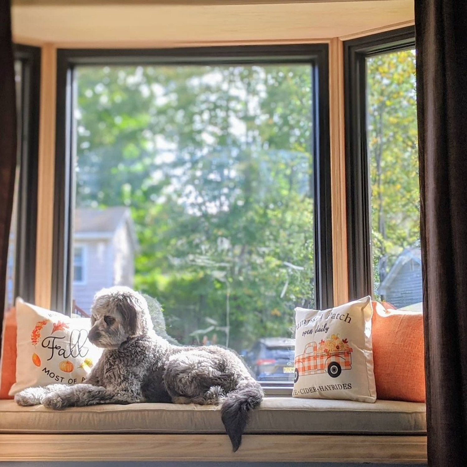 Gray dog sitting on the ledge in front of a black bow windows.