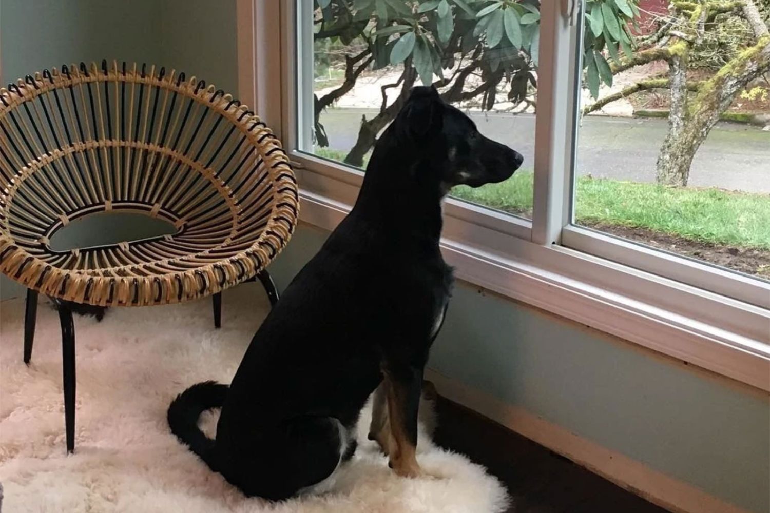 A large black dog sitting on a furry run in a living room looking outside through a white sliding window.