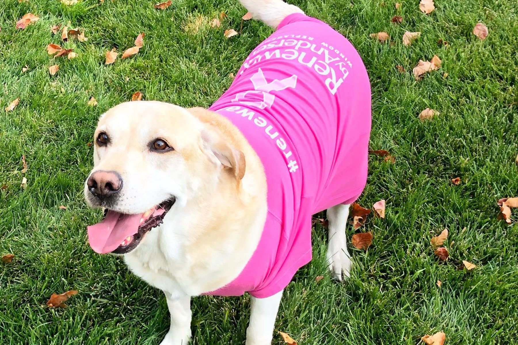 Yellow lab wearing pink breast cancer shirt.